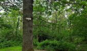 Tour Wandern Rappoltsweiler - Les 3 châteaux de Ribeauvillé - Photo 12