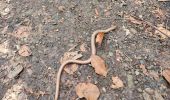 Trail Walking Schalkenmehren - Eifel Maaren - Photo 9