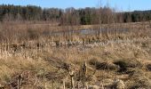 Tour Wandern La Roche-en-Ardenne - Un petit tour dans les fagnes de la goutte en partant de Samree  - Photo 6