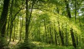 Tour Zu Fuß Östringen - Hügelweg Odenheim - Photo 1