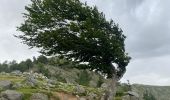 Tour Wandern Albertacce - Castel du Vergio refuge de Mangani - Photo 11