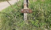 Trail Walking Cousolre - Le canari 04 09 21 - Photo 3