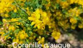 Percorso Marcia Mandelieu-la-Napoule - SityTrail - MANDELIEU : Flore Botanique 2025-04-09 (Ext) - Photo 8