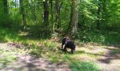 Tour Wandern Compiègne - balade en forêt de Compiègne - Photo 1