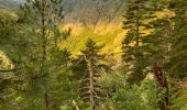 Tour Wandern Ghisoni - Refuge de Capannelle-refuge du col de Verde - Photo 12