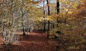 Trail Walking Martelange - Einstert 13km - Photo 5