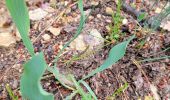 Percorso Marcia Trans-en-Provence - Le vallon du Rousset et le vallon des Prouits - Photo 1