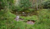 Trail On foot Bispingen - Nordic Walking 30L Bispingen - Photo 1