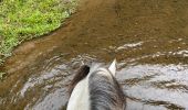 Trail Horseback riding Habay - Habay forêt d’Anlier - Photo 7