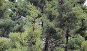 Tour Wandern Notre-Dame-de-Monts - Notre-Dame-de-Monts-Découverte forêt et dunes - Photo 10