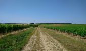 Randonnée Marche Limeray - Limeray - Sentier des terroirs - 14.2km 115m 3h25 - 2023 06 25 - Photo 4
