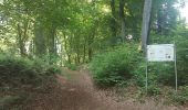 Trail On foot Detmold - Zugangsweg Hermannshöhen - Detmold - Photo 2