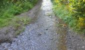 Tocht Stappen La Roche-en-Ardenne - Marche ADEPS 11km100 à  Buisson. - Photo 6