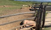 Excursión Bici de montaña Ascain - Émilie et cochons  - Photo 2