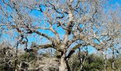 Trail Walking Signes - Pyramide Cassini par Siou Blanc by DAL - Photo 6