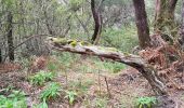 Percorso Marcia Calheta - Madère : de Rabaçal vers les 25 sources - Photo 4
