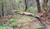 Tocht Stappen Calheta - Madère : de Rabaçal vers les 25 sources - Photo 4