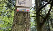 Trail Walking Reinhardsmunster - Rheinhardsmunster - Photo 2