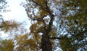 Trail Walking Orival - 20221117-Les Essarts  - Photo 10
