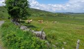 Percorso Marcia Peyre en Aubrac - live Aumont Aubrac - Nasbinals  - Photo 10