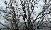 Tour Wandern Courmes - Puy de Tourrettes et pic de Courmes  - Photo 1