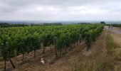 Randonnée Marche Rosheim - Le vignoble de Rosheim - Photo 2