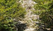 Randonnée Marche Sainte-Marie-aux-Mines - Crête granitique et forêts profondes - Photo 6