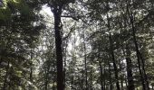 Trail Walking Belforêt-en-Perche - le chêne de l'école - Photo 1