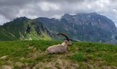 Randonnée Marche La Chapelle-d'Abondance - CORNETTES DE BISE: LAC DE DARBON - Photo 11