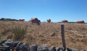 Randonnée Marche Curières - la croix du Pal - Photo 3