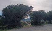 Trail Walking Argelès-sur-Mer - racou - collioure - racou / en boucle - Photo 11