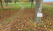 Trail Walking Amponville - Amponville - Dolmen dit la Pierre Larmoire - Photo 19