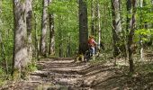 Trail Mountain bike Mutzig - parcours test VTTAE Mutzig  - Photo 8