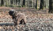 Trail Walking Bertrix - adeps framont  - Photo 1