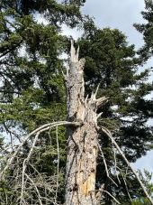 Point d'intérêt La Tuilière - Sapin mort - Photo 1