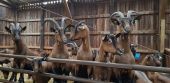 Point d'intérêt Durbuy - Chèvrerie d'Ozo - Bon Plan à visiter près du parcours - Photo 1