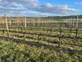 POI Saint-Alban-les-Eaux - Parcelle de vigne taillée - Photo 1