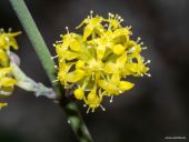 Punto di interesse Gigondas - Cornus mas - Photo 1