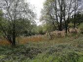 Punto de interés Blegny - Etang dans le terrain derrière la caserne - Photo 1