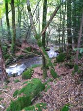 Point d'intérêt Ferrières-sur-Sichon - la rivière  - Photo 3