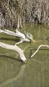 Punto de interés Arles - Marais du Vigueirat - Mas Thibert - Photo 2