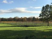 Punto de interés Thimister-Clermont - Vignes de Crawhez - Photo 1