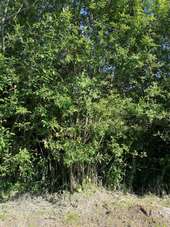 POI Moult-Chicheboville - 1#2 - Entre Plaine et Marais à Chicheboville - Photo 1