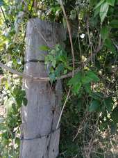 POI Moult-Chicheboville - 1#1 - Entre Plaine et Marais à Chicheboville - Photo 1