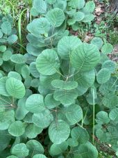 Punto di interesse Saou - Arbre à perruques feuilles - Photo 1