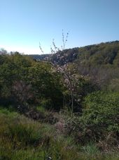 Point d'intérêt Loubeyrat - le printemps - Photo 1