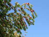 POI Chaumont-Gistoux - Cerisiers sauvages dans le Chemin du Bois Furaux - Photo 1