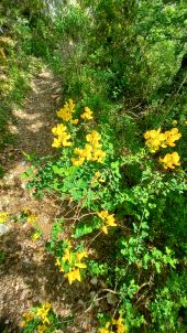 Punto di interesse Gorges du Tarn Causses - St-Chely-du-Tarn - Photo 2