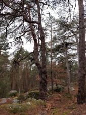 Point d'intérêt Fontainebleau - 120 - A -Pin Sylvestre - Photo 1