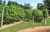 Point of interest Paris - Vignes de Bercy - Photo 1